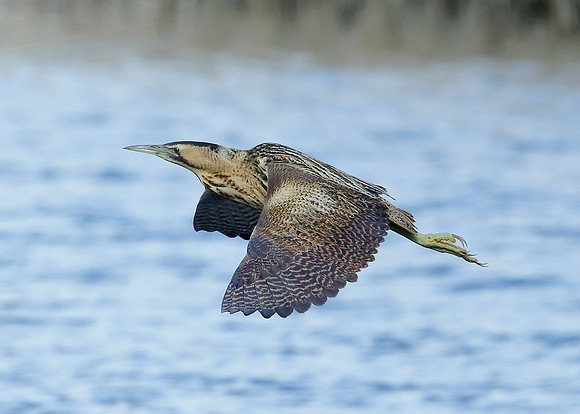 Bittern Botaurus stellaris