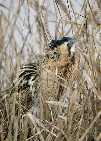 Bittern Botaurus stellaris