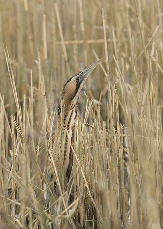 Bittern Botaurus stellaris