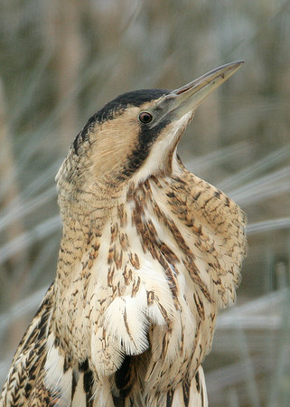 Bittern Botaurus stellaris