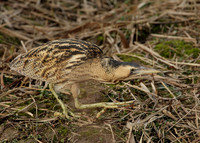 Bittern Botaurus stellaris