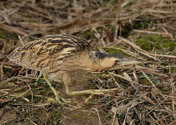 Bittern Botaurus stellaris