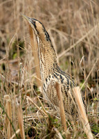 Bittern Botaurus stellaris