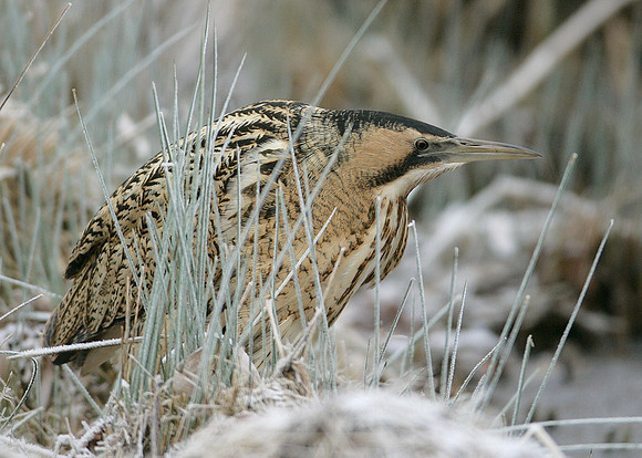 Bittern Botaurus stellaris