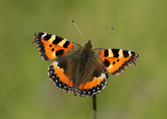 Small Tortoiseshell Aglais urticae