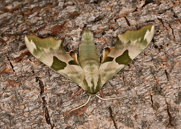 69.001 BF1979 Lime Hawk-moth Mimas tiliae