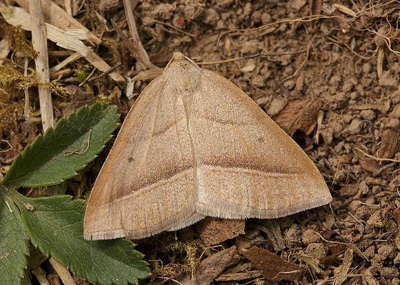 70.222 BF1902 Brown Silver-line petrophora chlorosata