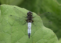 Scarce Chaser Libellula fulva