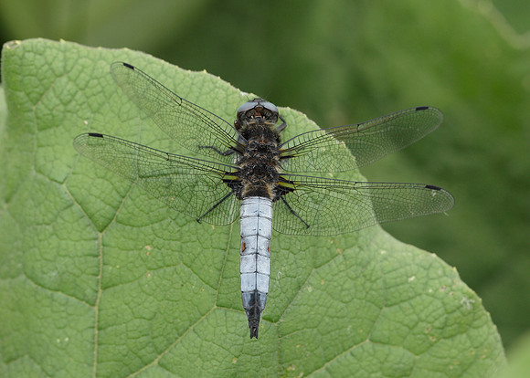 Scarce Chaser Libellula fulva