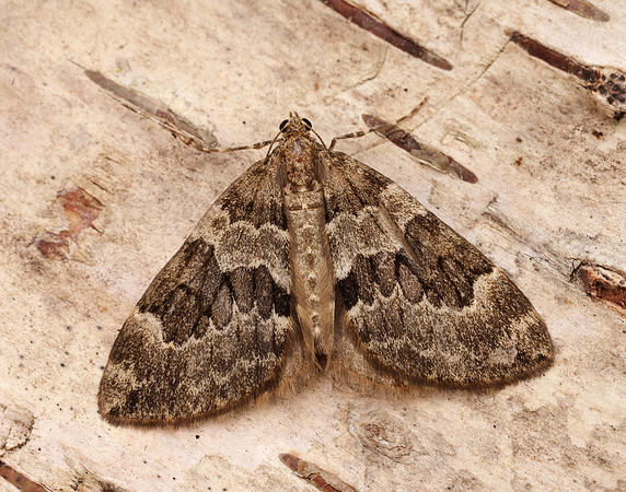 70.079 BF1769 Spruce Carpet Thera britannica