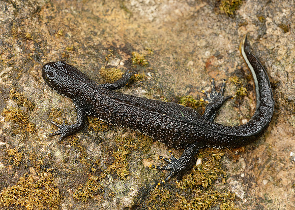 Great Crested Newt Triturus cristatus;