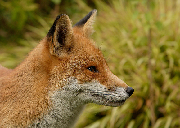 Red Fox Vulpes vulpes