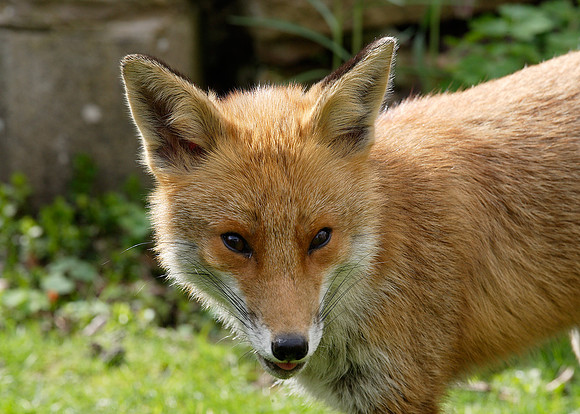 Red Fox Vulpes vulpes