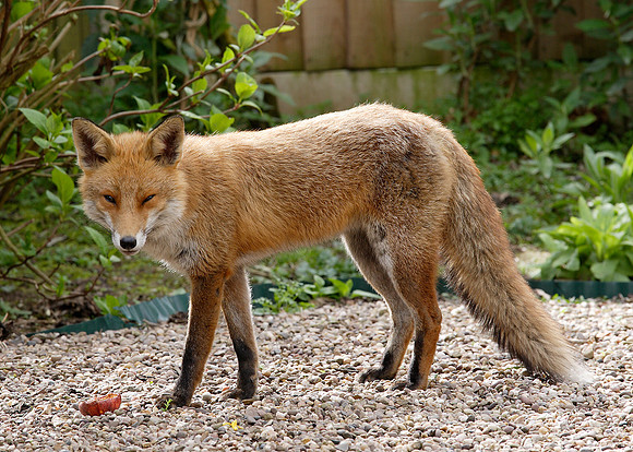 Red Fox Vulpes vulpes