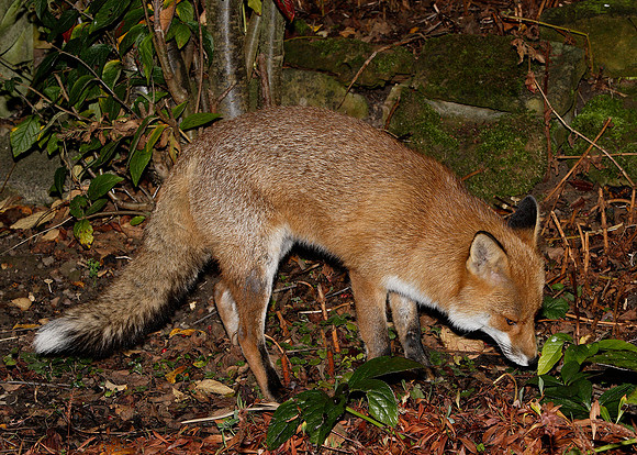 Red Fox Vulpes vulpes