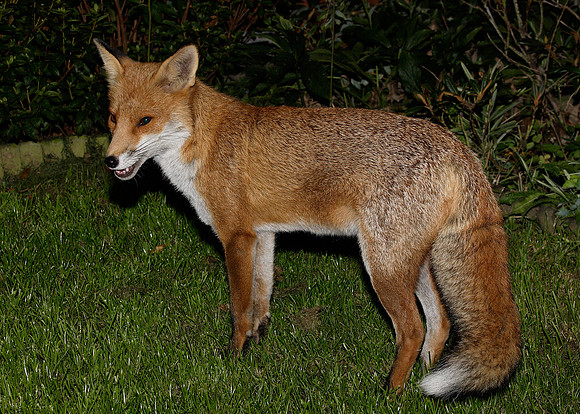Red Fox Vulpes vulpes