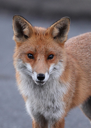 Red Fox Vulpes vulpes