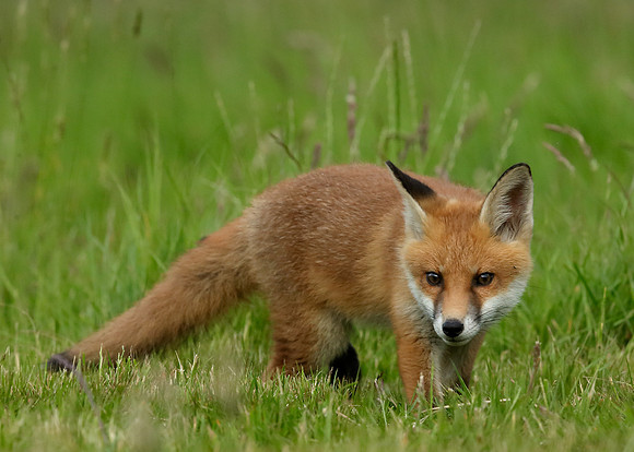 Red Fox Vulpes vulpes