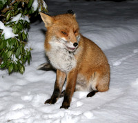 Red Fox Vulpes vulpes