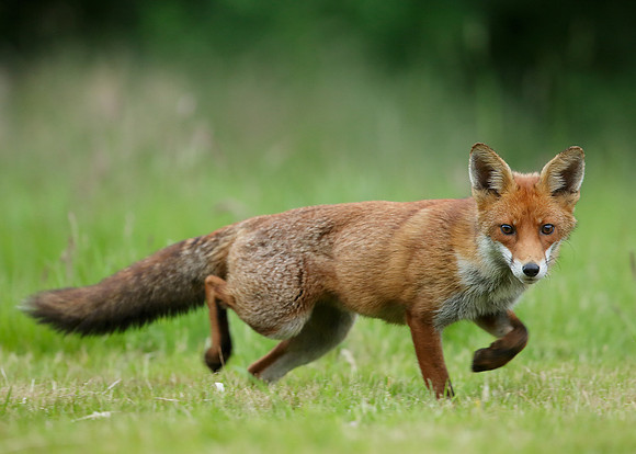 Red Fox Vulpes vulpes