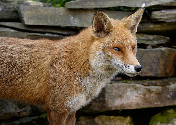 Red Fox Vulpes vulpes