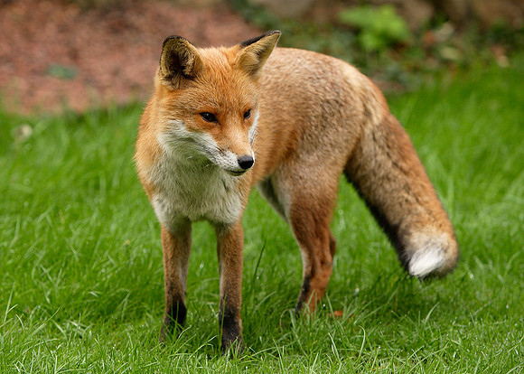 Red Fox Vulpes vulpes