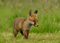 Red Fox Vulpes vulpes