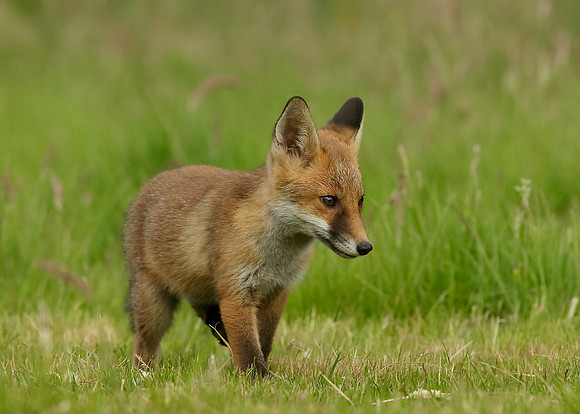 Red Fox Vulpes vulpes