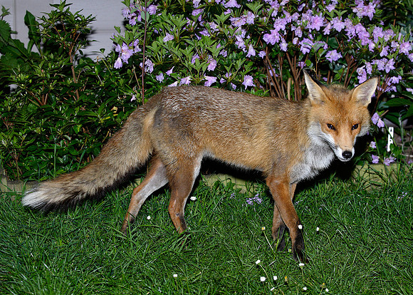 Red Fox Vulpes vulpes