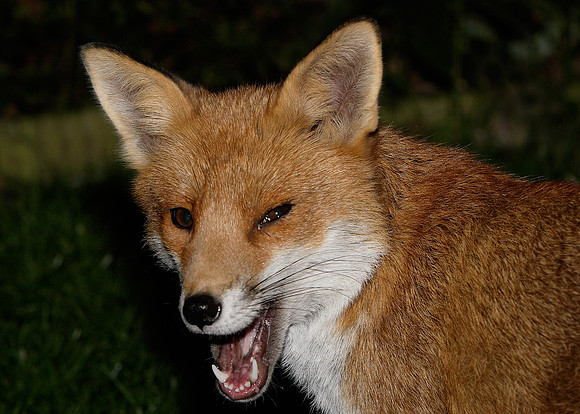 Red Fox Vulpes vulpes