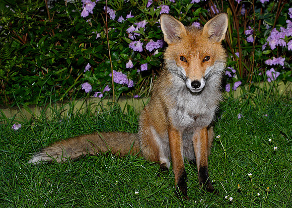 Red Fox Vulpes vulpes