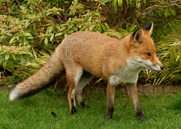 Red Fox Vulpes vulpes