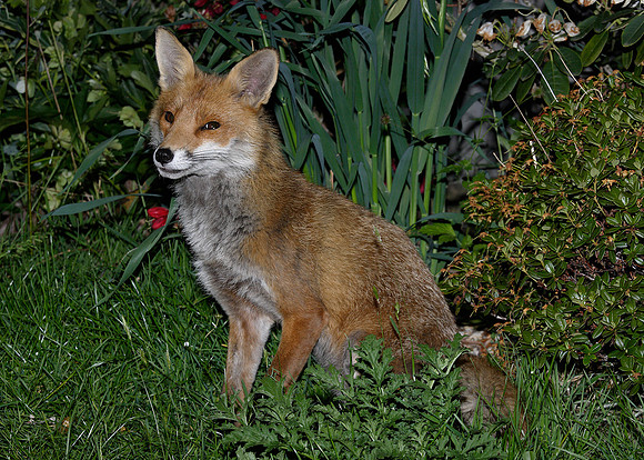 Red Fox Vulpes vulpes