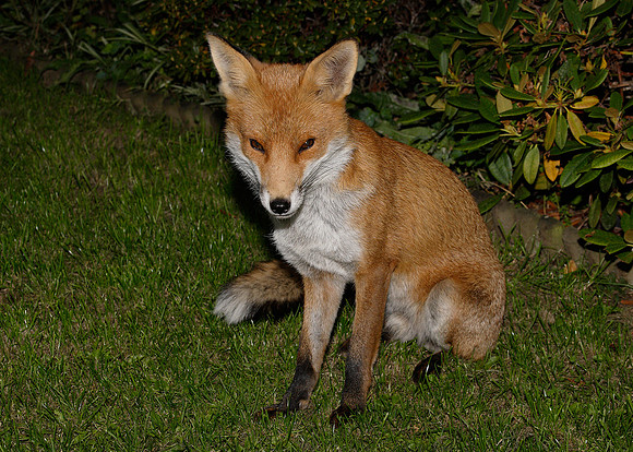 Red Fox Vulpes vulpes