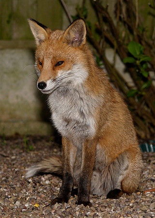 Red Fox Vulpes vulpes