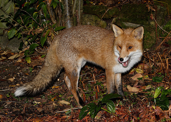 Red Fox Vulpes vulpes