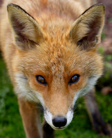 Red Fox Vulpes vulpes