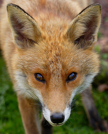 Red Fox Vulpes vulpes
