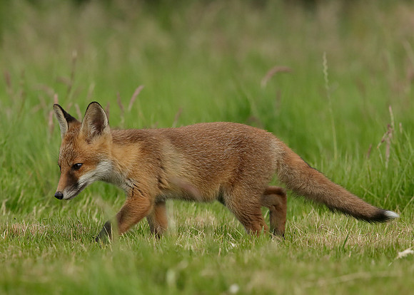 Red Fox Vulpes vulpes