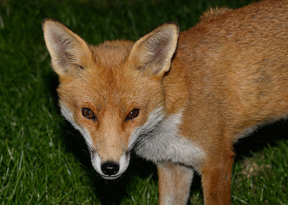 Red Fox Vulpes vulpes