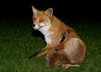 Red Fox Vulpes vulpes