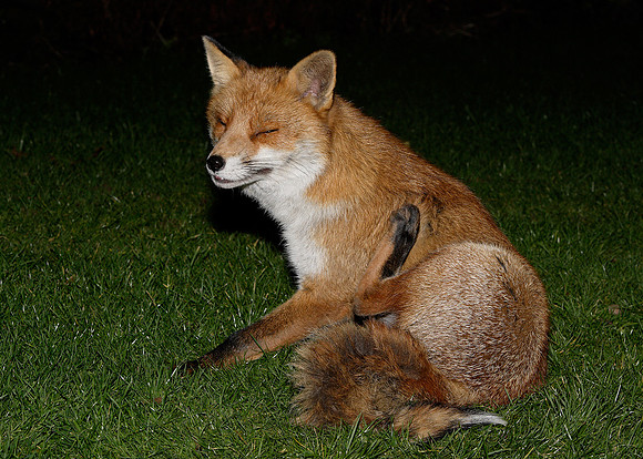 Red Fox Vulpes vulpes