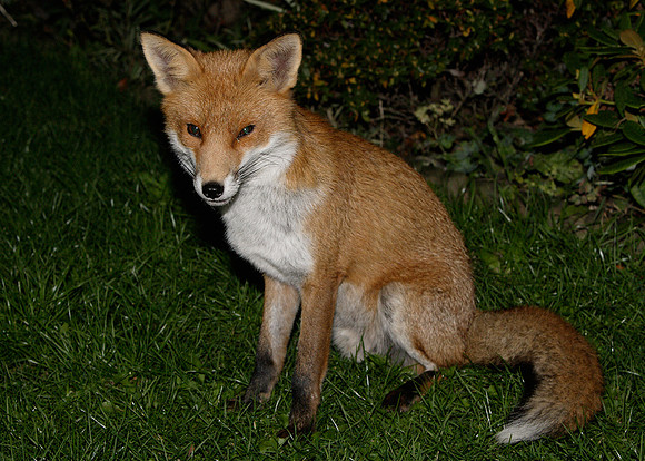 Red Fox Vulpes vulpes