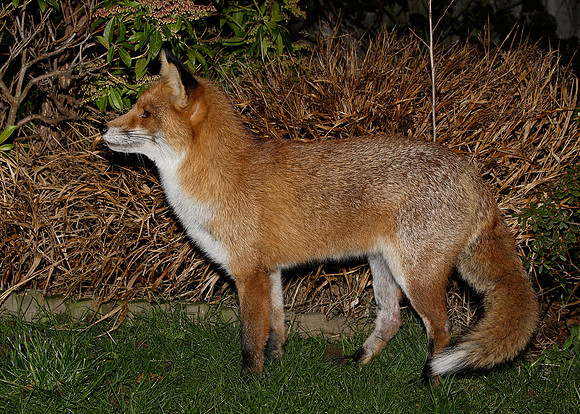 Red Fox Vulpes vulpes