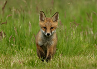 Red Fox Vulpes vulpes