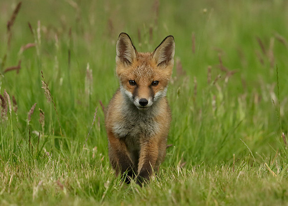 Red Fox Vulpes vulpes