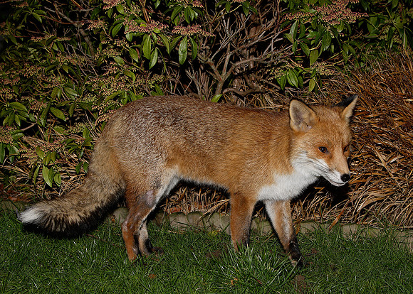 Red Fox Vulpes vulpes