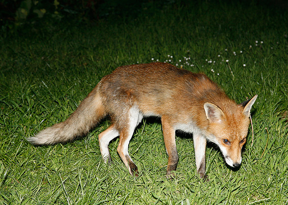 Red Fox Vulpes vulpes