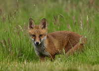 Red Fox Vulpes vulpes