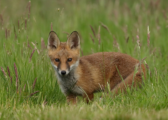 Red Fox Vulpes vulpes